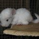 Browny